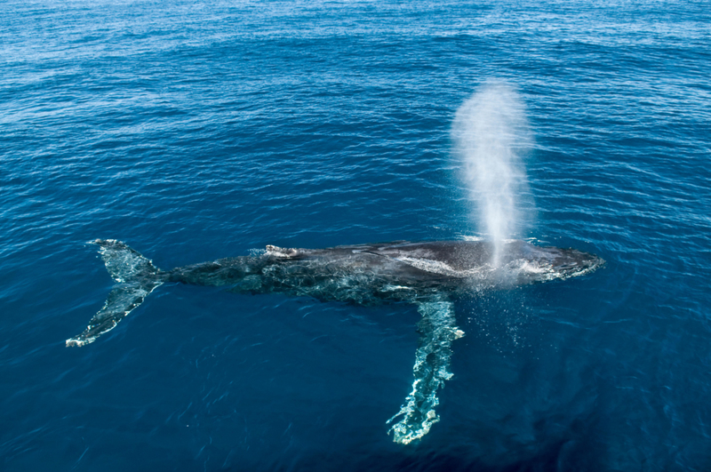 SCHÖNER BLAS EINES WALS | Alamy Stock Photo by Mark Carwardine/Nature Picture Library 