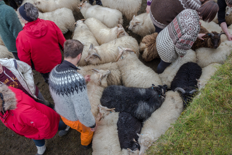 A População De Ovelhas Da Islândia | Alamy Stock Photo by Kristinn Thorlaksson