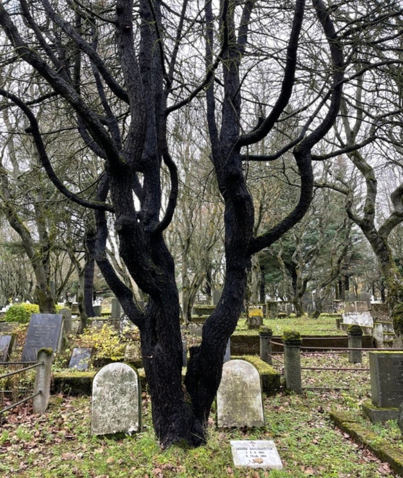 A Antiga Tradição Nórdica Onde As Árvores São Plantadas Em Túmulos | Reddit.com/Yako_hello_nurse