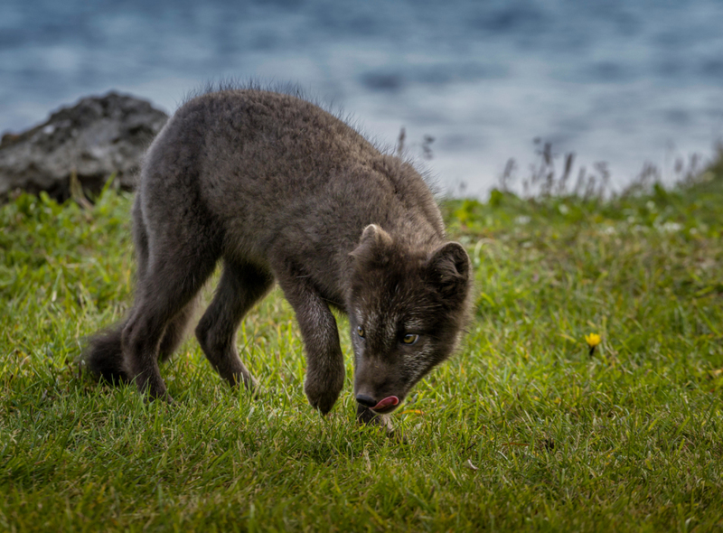 O Único Mamífero Terrestre Nativo Da Islândia | Alamy Stock Photo by Ragnar Th Sigurdsson/ARCTIC IMAGES 