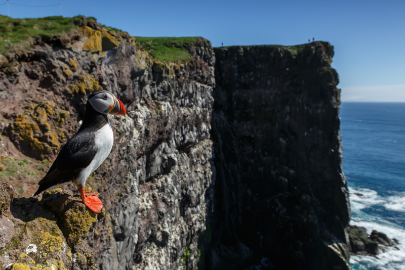 Aves Da Islândia | Alamy Stock Photo by Menno Schaefer