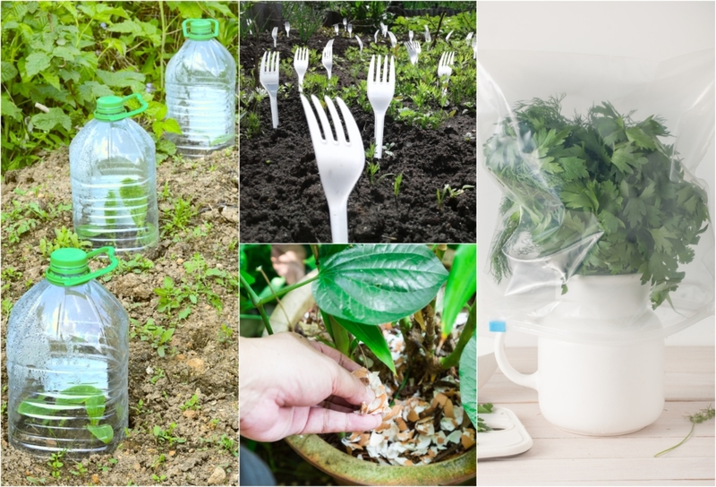 Great Hacks For a Green Garden | Shutterstock