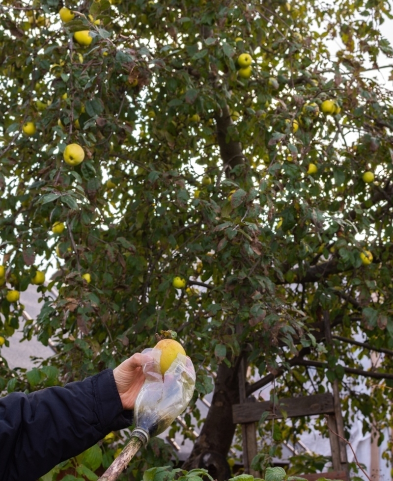 Fruit Collector | Shutterstock