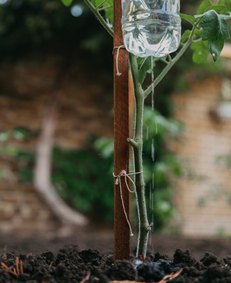 Use Plastic Bottles to Keep Plants Hydrated | Shutterstock