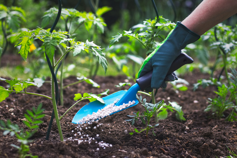 Salt Out Those Pesky Weeds | Shutterstock