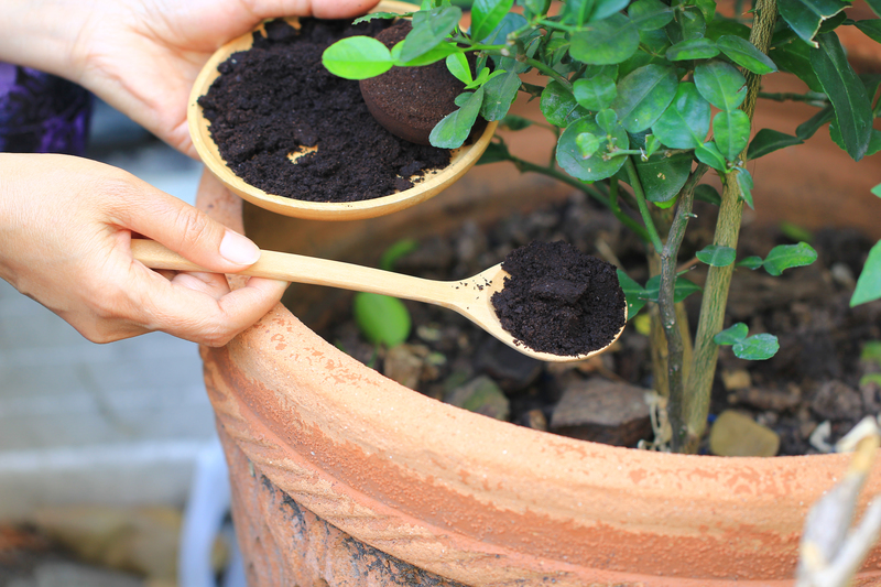 Fertilize With Coffee Grounds | Shutterstock