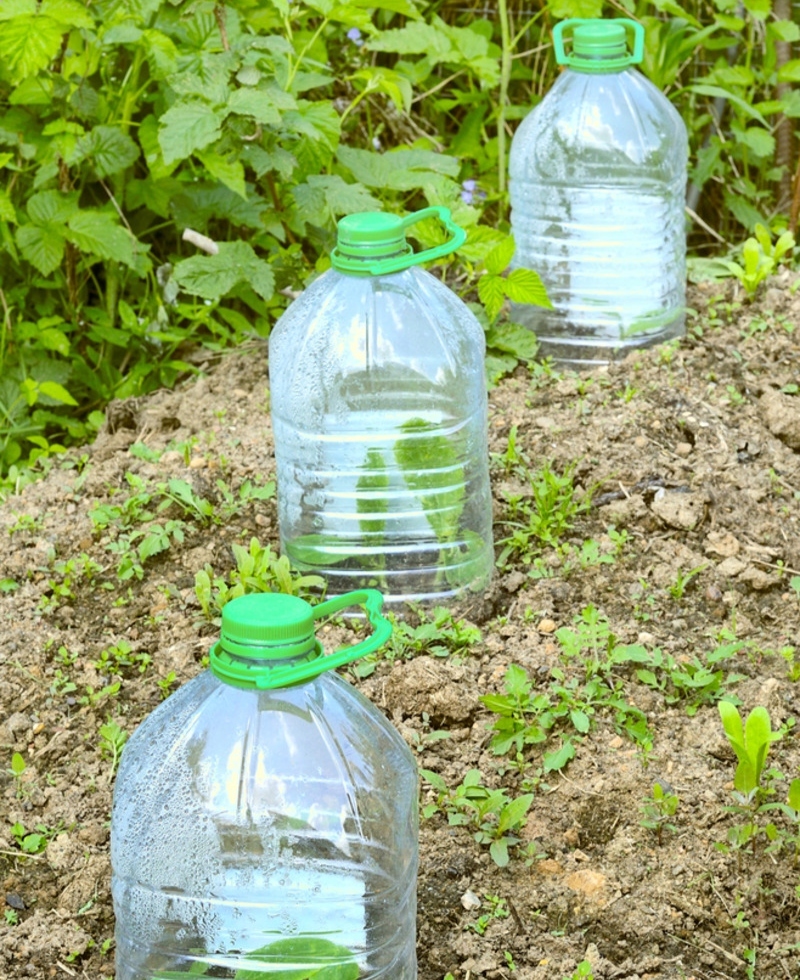 Miniature Greenhouses | Shutterstock