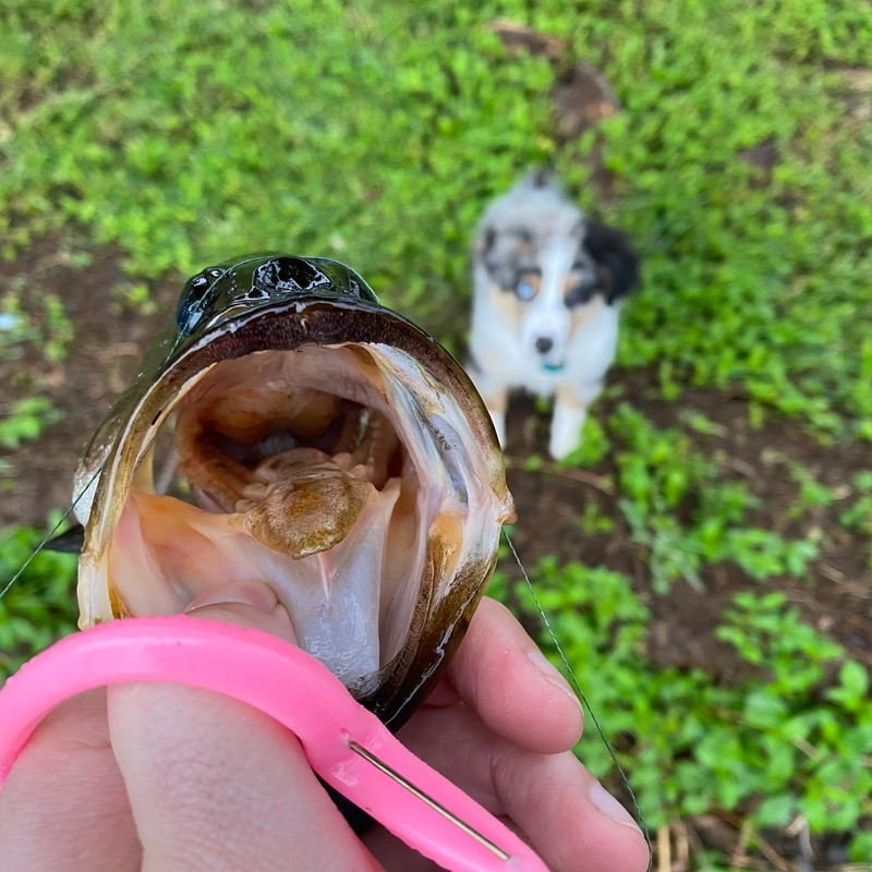 Den Hund an das Angeln heranführen | Instagram/@barleyblue_mas