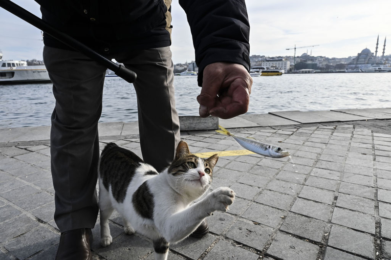 Bitte? | Getty Images Photo by Arife Karakum/Anadolu Agency 