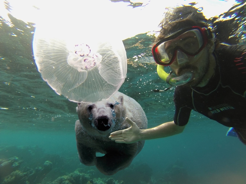 Mit den Bären schwimmen | Imgur.com/14BXkks