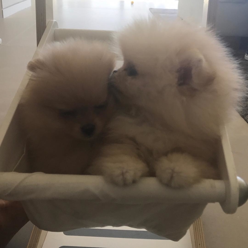 Pomeranians blancos | Instagram/@kimkardashian