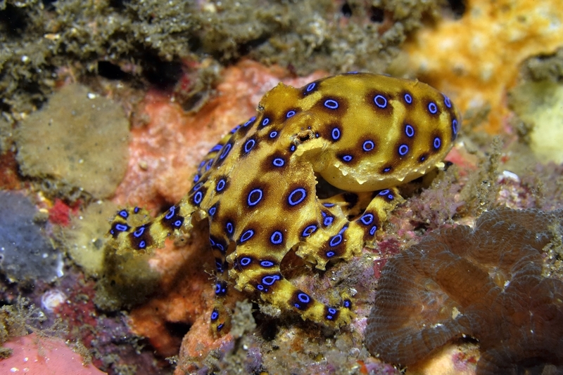 Pulpo de anillos azules | Shutterstock