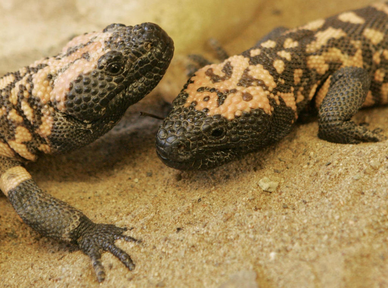 Monstruo de Gila | Getty Images Photo by Paul Sharp/PA Images