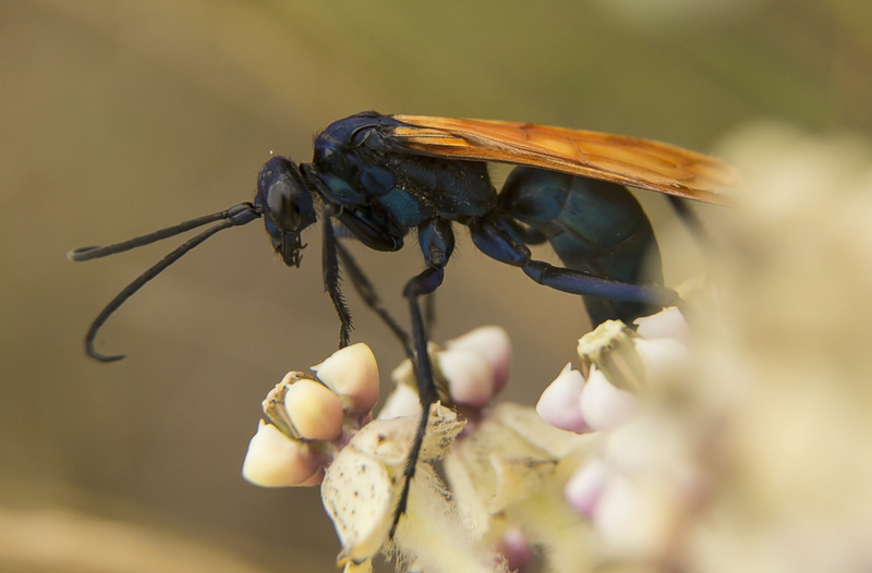 Halcón tarántula | Getty Images Photo by Thom Morris