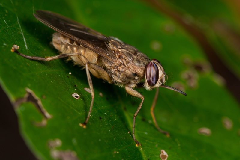 Mosca Tsetse | Shutterstock