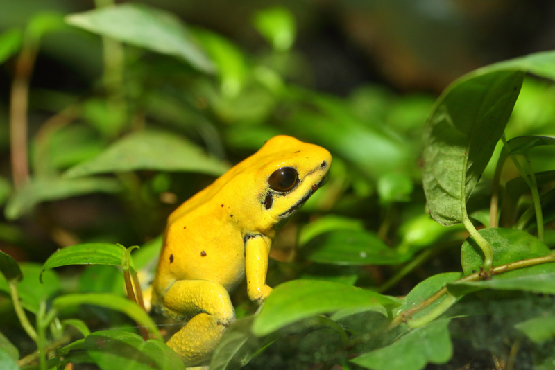 Rana dorada venenosa | Alamy Stock Photo by Nobuo Matsumura 