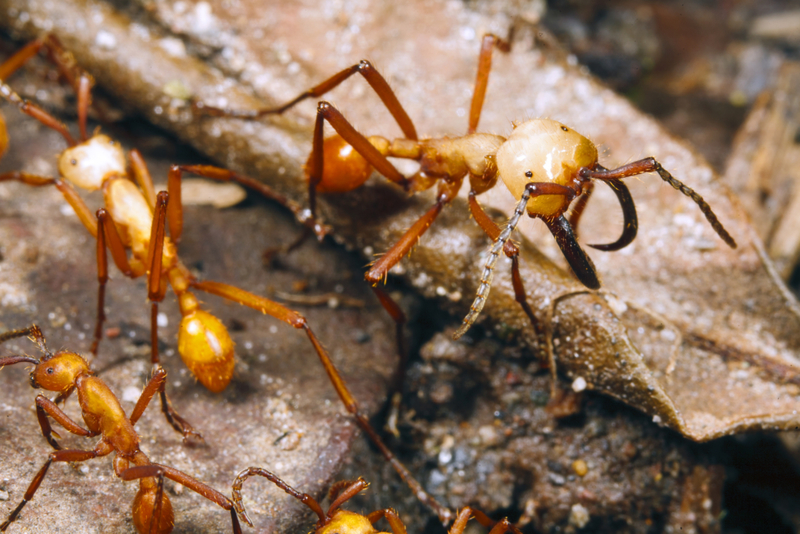 Hormiga legionaria | Shutterstock