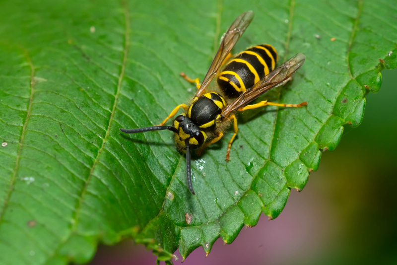 Avispas amarillas | Shutterstock