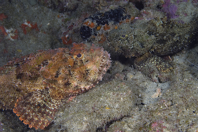 Peces piedra | Getty Images Photo by Wild Horizons