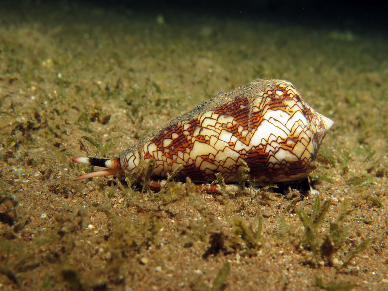 Caracol cónico | Shutterstock