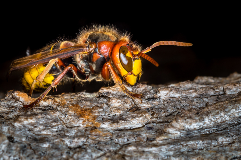 Avispón gigante asiático | Shutterstock