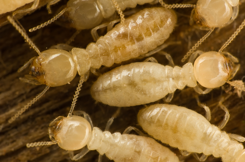 Termitas o isópteros | Shutterstock