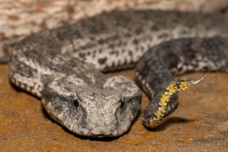 Víbora de muerte común | Shutterstock