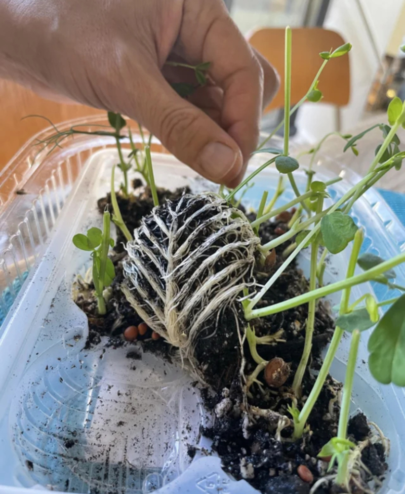 What if Something Was Planted in a Leaf-Shaped Tray? | Reddit.com/HannahsMirror