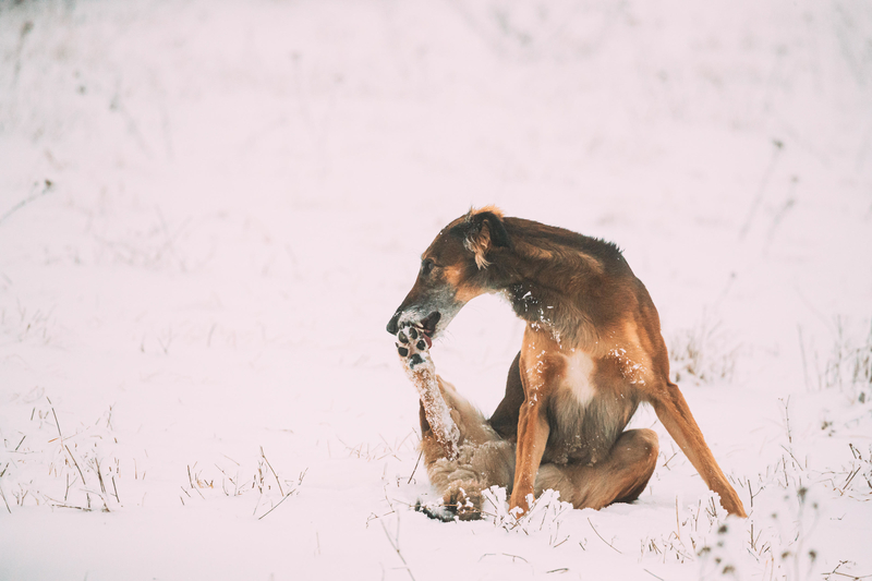 Keep Pets Away From Rock Salt | Alamy Stock Photo