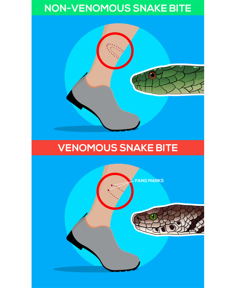 The Difference Between Snakes | Shutterstock