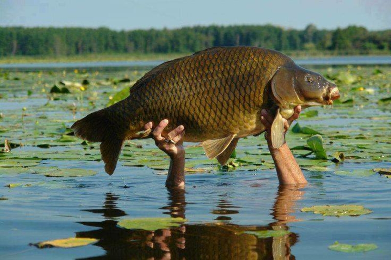 El pez que atrapó a un humano | Facebook/@Ksnbaitandtackle