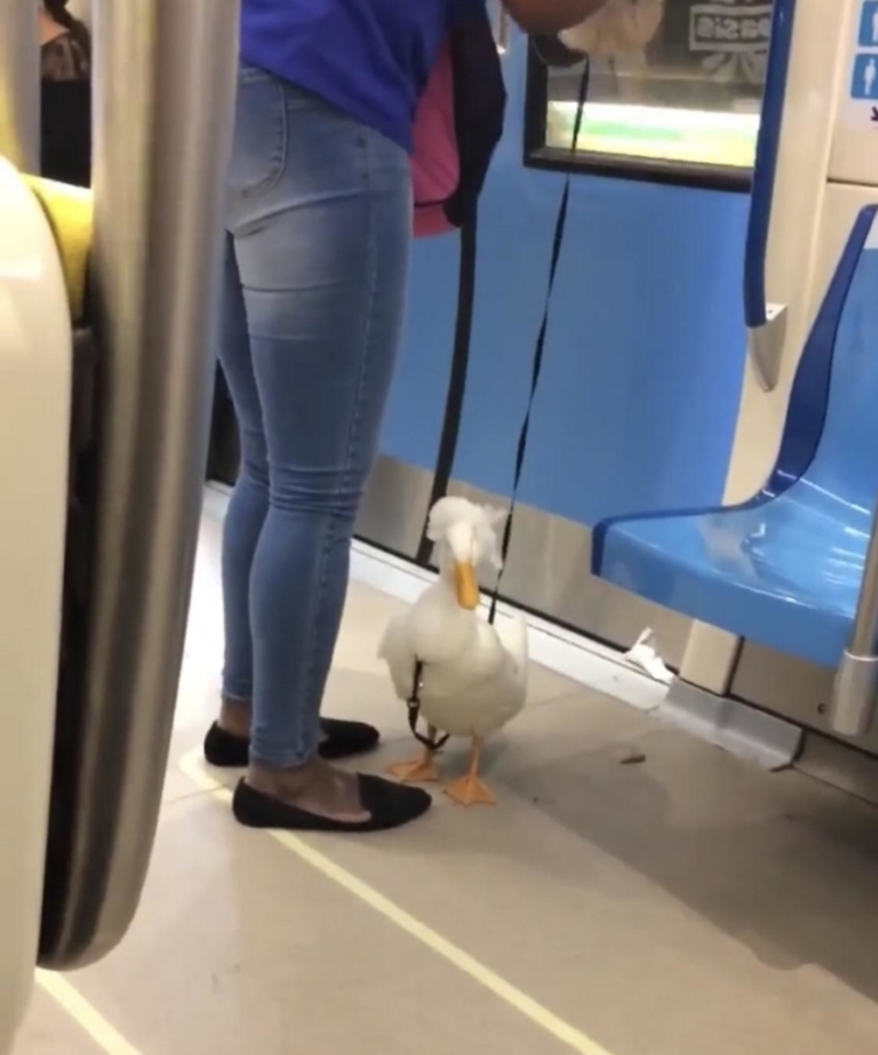 Even Pet Ducks Have to Go Places | Reddit.com/K_SOUKY