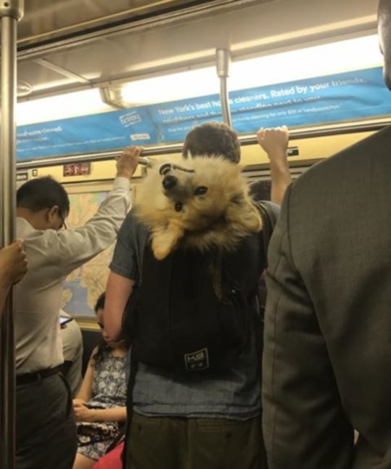 Looking at Things From a New Perspective | Imgur.com/goldenretrievers