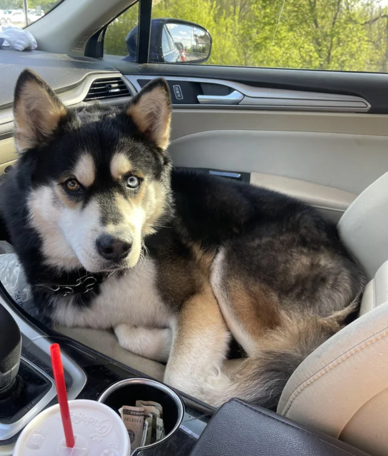 A Number-One Traveling Companion | Reddit.com/Huskymom1480