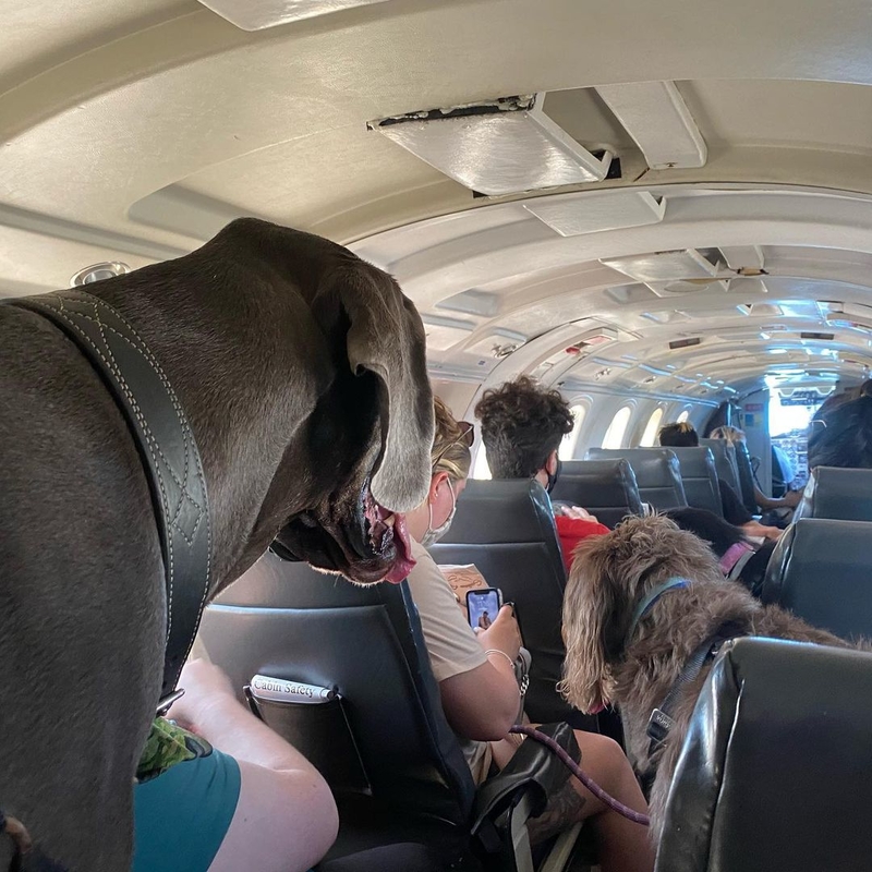 A Furry Flight | Instagram/@euro_the_great_dane