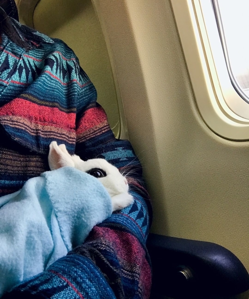 The Bravest Bunny Ever | Instagram/@bunnybossboo