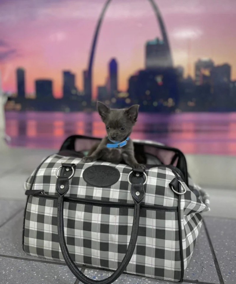 A Very Special Carry On | Reddit.com/tinypawsllc