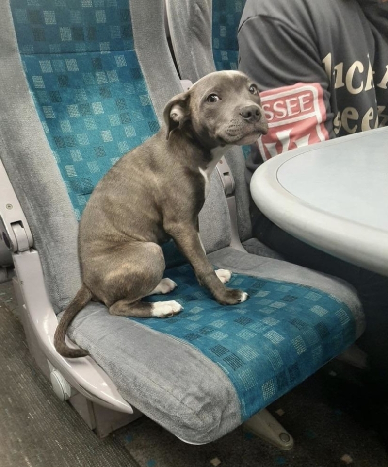 Getting Used to the Train | Reddit.com/mayaxs