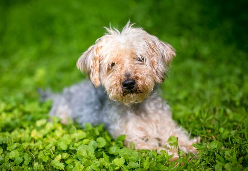 Yorkipoo | Shutterstock Photo by Mary Swift