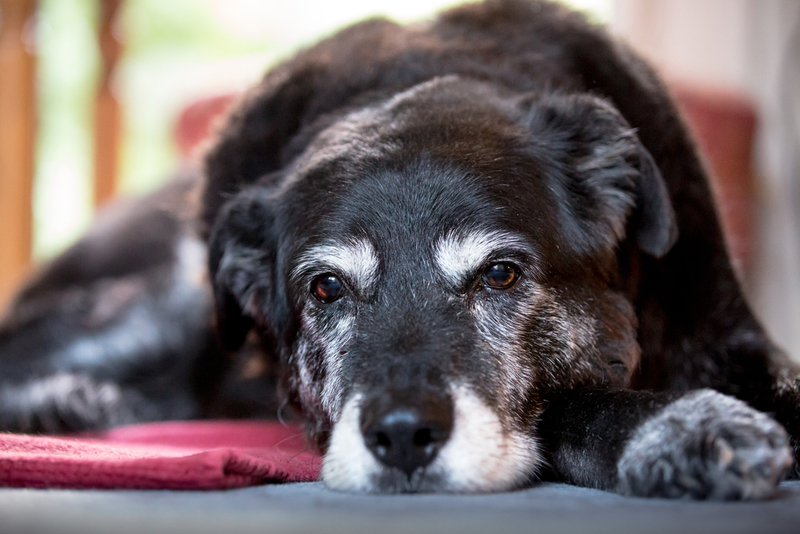 Perros adultos | Shutterstock Photo by Alex Mladek