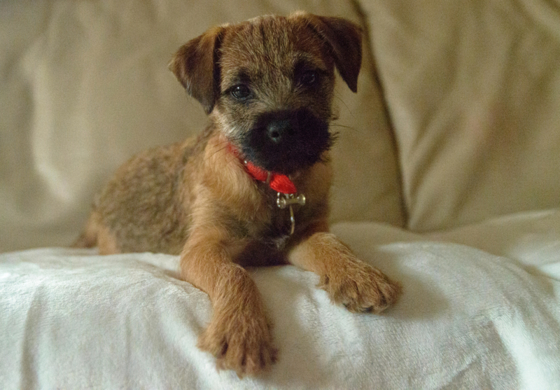 Border Terrier | Alamy Stock Photo by JASON BALDERSTONE 