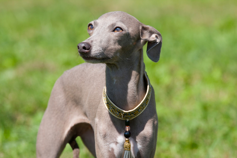 Galgo italiano | Shutterstock Photo by Lenkadan