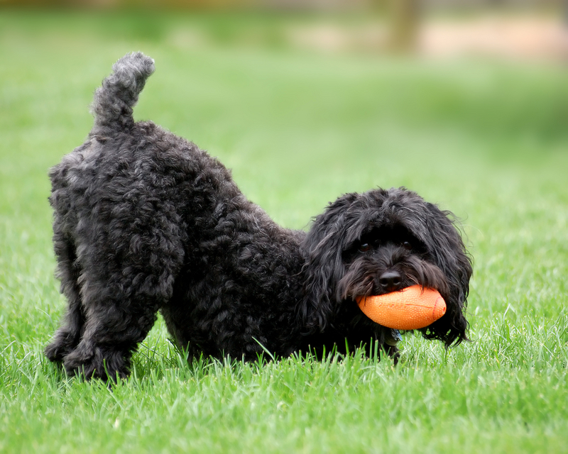 Schnoodle | Shutterstock Photo by Patrick McCall