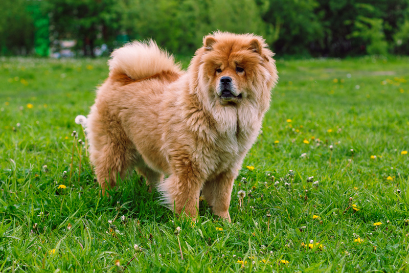 Chow Chow | Shutterstock Photo by Flower_Garden