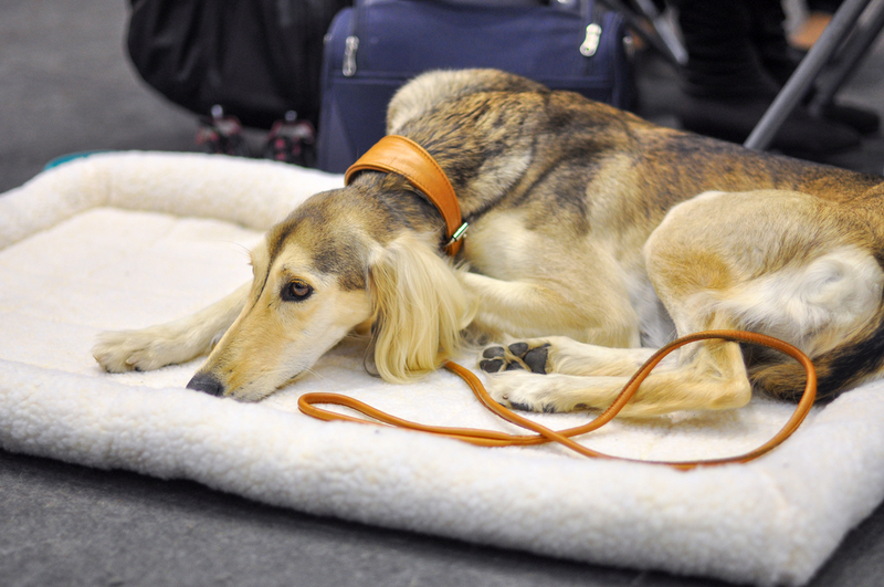 Saluki | Shutterstock Photo by Zanna Pesnina