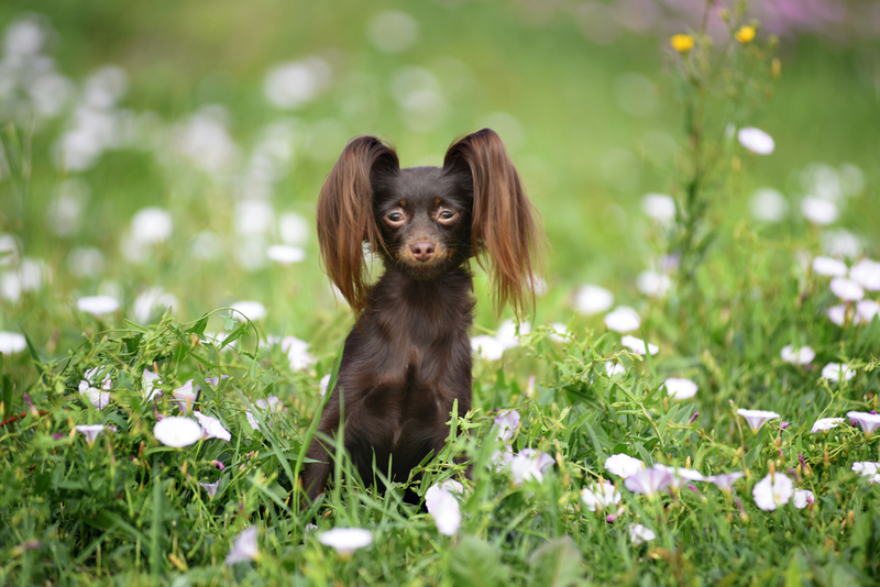 Toy Ruso | Shutterstock Photo by Evgeniia Shikhaleeva