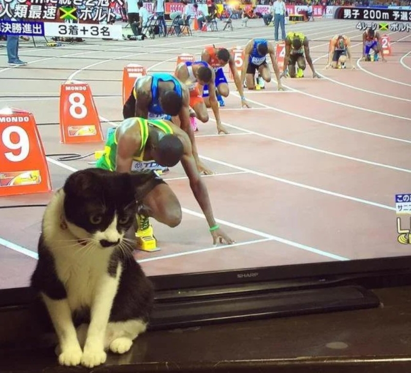 Der 400-Meter-Miau | Imgur.com/ar9nztI