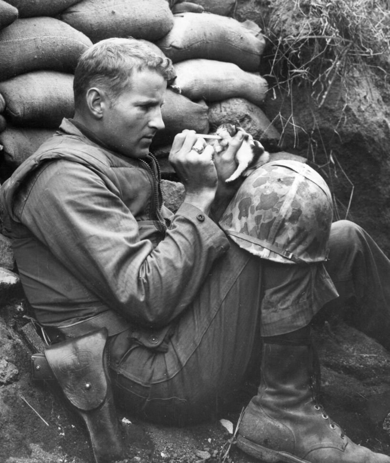 Un vétérinaire de guerre à la rescousse | Getty Images Photo by Sgt Martin Riley