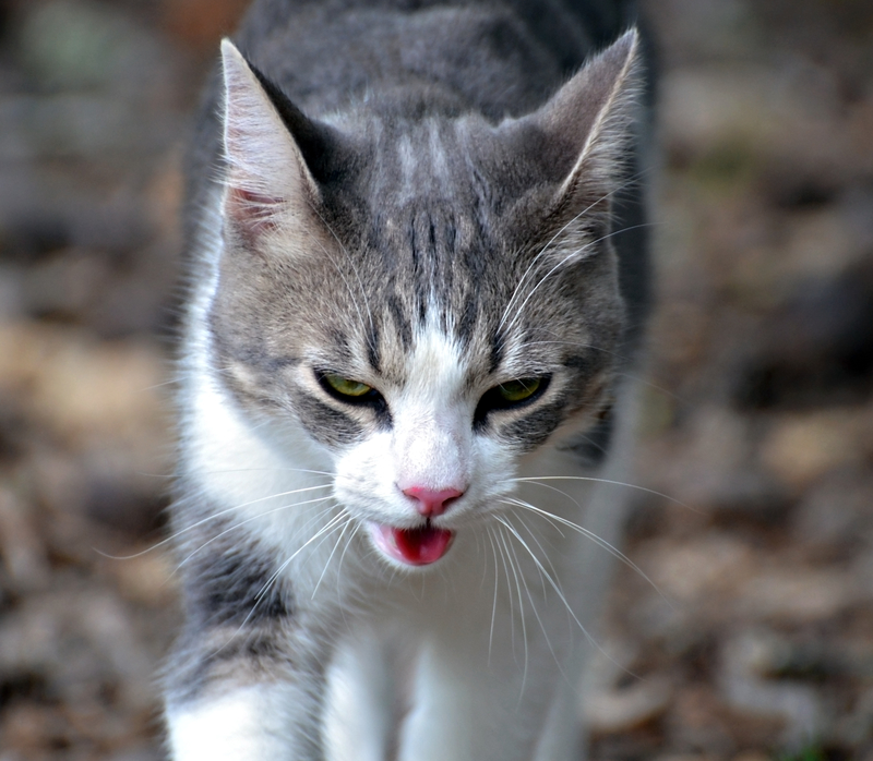 Gatos ofegantes? | Shutterstock Photo by SUSAN LEGGETT