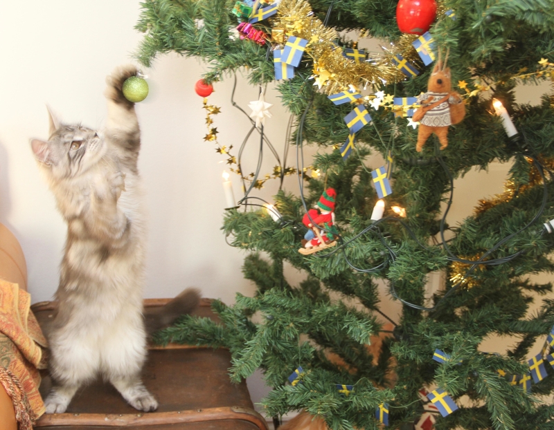 Gatinhos de natal | Alamy Stock Photo by Magdalena Kvarning